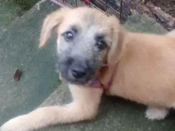 Cachorro ra a Nao definida idade 2 a 6 meses nome Mel