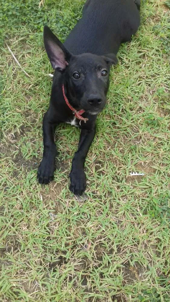 Cachorro ra a Srd idade 2 a 6 meses nome Pietro