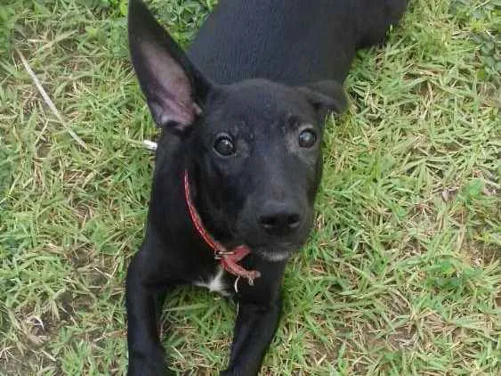 Cachorro ra a Srd idade 2 a 6 meses nome Pietro