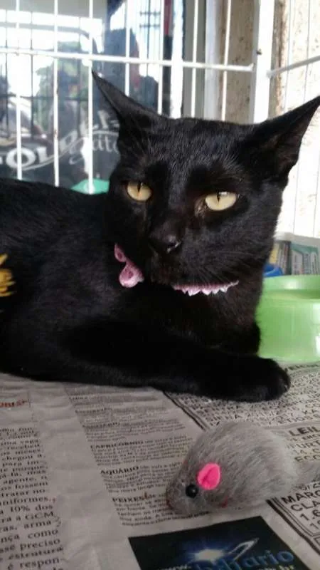 Gato ra a SRD idade 1 ano nome Malu