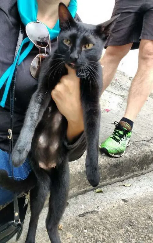 Gato ra a SRD idade 1 ano nome Malu