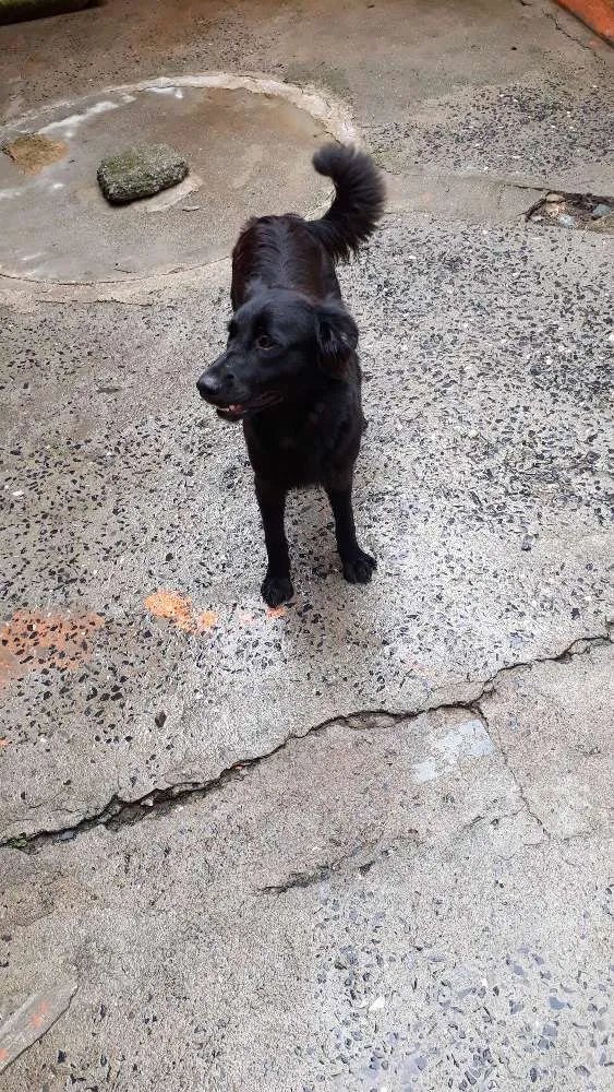 Cachorro ra a Não identificado  idade 1 ano nome Joy  e negão 