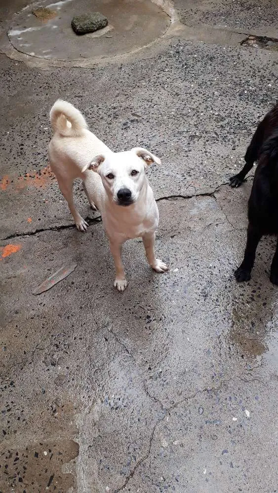 Cachorro ra a Não identificado  idade 1 ano nome Joy  e negão 