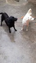 Joy  e negão 