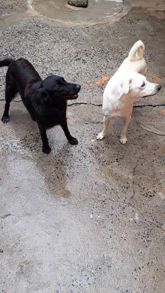 Cachorro ra a Não identificado  idade 1 ano nome Joy  e negão 
