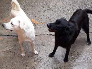 Cachorro raça Não identificado  idade 1 ano nome Joy  e negão 