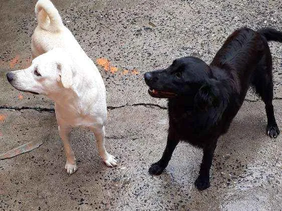 Cachorro ra a Não identificado  idade 1 ano nome Joy  e negão 