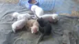 Filhotes abandonados