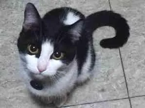Gato raça SRD idade 2 anos nome Juliet