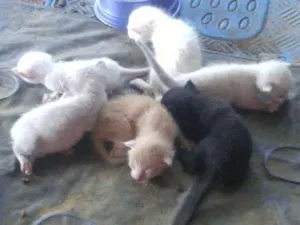 Gato raça Sem raça definida idade Abaixo de 2 meses nome Filhotes abandonados