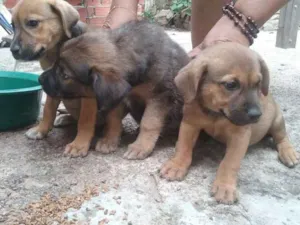 Cachorro raça Indefinida idade Abaixo de 2 meses nome Sem nomes definidos