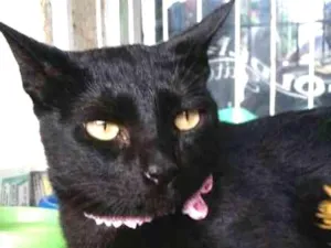 Gato raça SRD idade 1 ano nome Malu