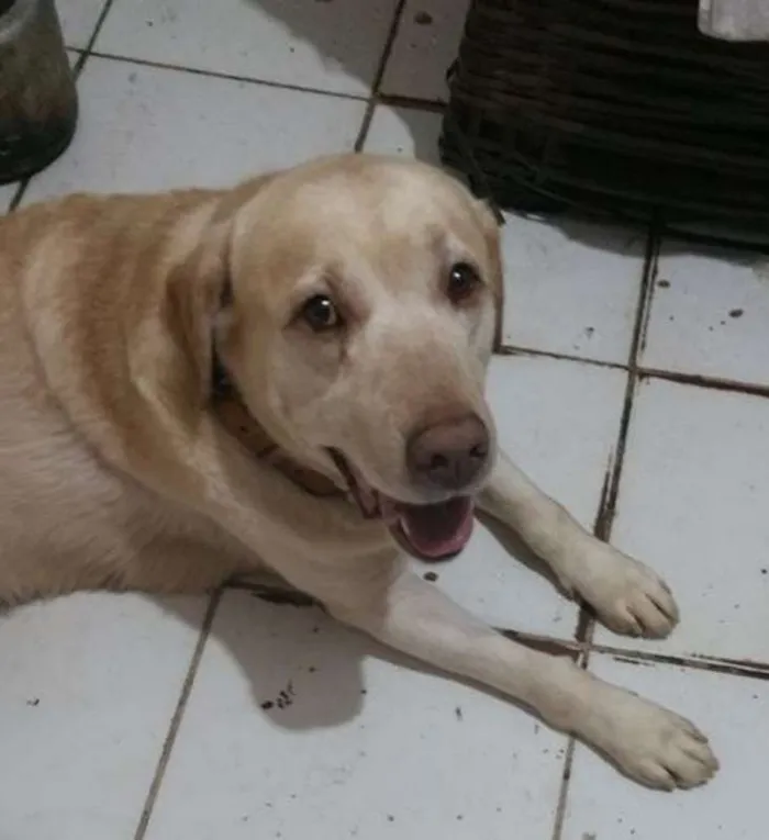 Cachorro ra a Mix/Labrador idade 3 anos nome Lupe