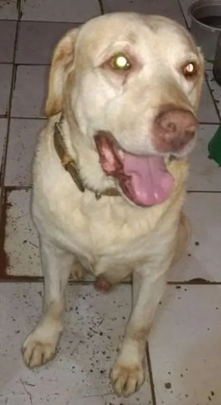 Cachorro ra a Mix/Labrador idade 3 anos nome Lupe