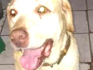 Cachorro raça Mix/Labrador idade 3 anos nome Lupe
