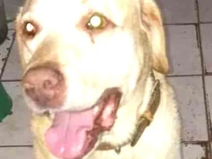 Cachorro ra a Mix/Labrador idade 3 anos nome Lupe