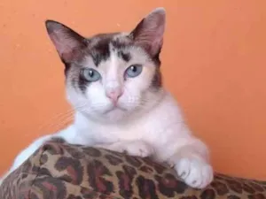 Gato raça srd idade 2 anos nome Dedé