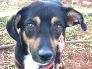 Cachorro raça SRD idade 1 ano nome Tico