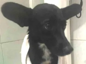 Cachorro raça Vira-lata  idade 1 ano nome César 