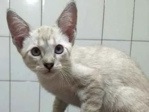 Gato raça siames idade 2 a 6 meses nome Jay