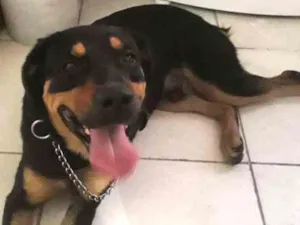 Cachorro raça Rottweiler misturado  idade 7 a 11 meses nome Dom
