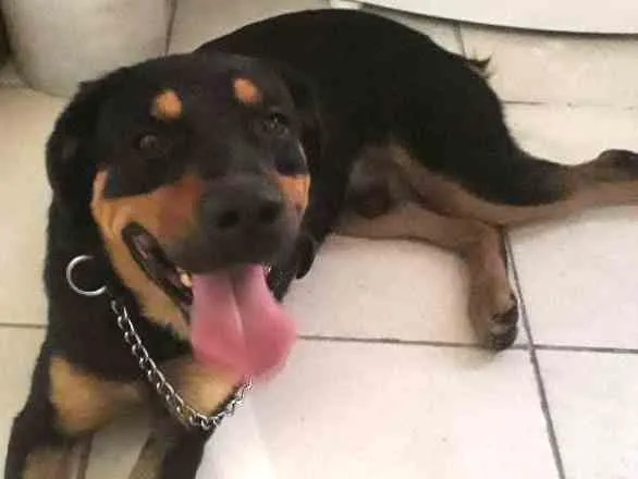 Cachorro ra a Rottweiler misturado  idade 7 a 11 meses nome Dom