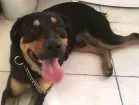 Cachorro raça Rottweiler misturado  idade 7 a 11 meses nome Dom