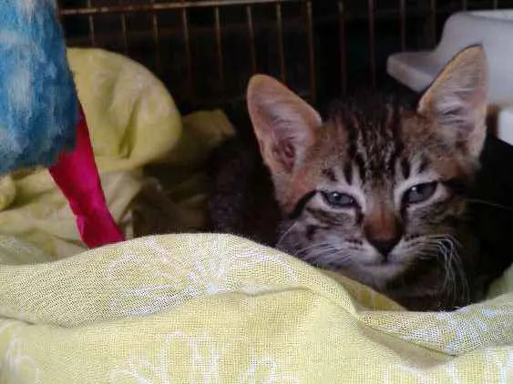 Gato ra a Srd idade Abaixo de 2 meses nome Mia