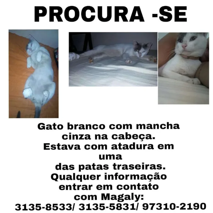 Gato raça SRD idade 2 anos nome Epitáfio 