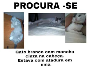 Gato raça SRD idade 2 anos nome Epitáfio 
