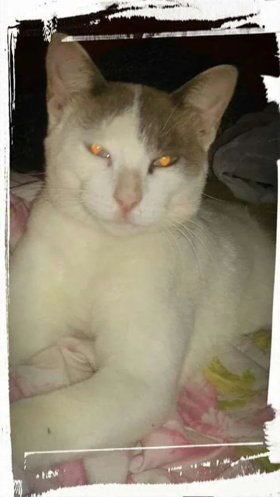 Gato raça SRD idade 2 anos nome Epitáfio 
