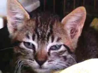 Gato ra a Srd idade Abaixo de 2 meses nome Mia
