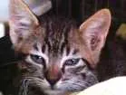 Gato raça Srd idade Abaixo de 2 meses nome Mia
