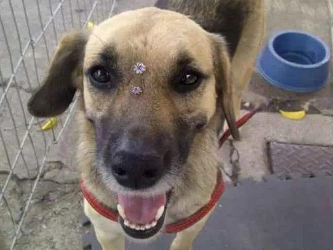 Cachorro ra a SRD idade 3 anos nome Nick