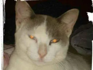 Gato raça SRD idade 2 anos nome Epitáfio 