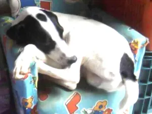 Cachorro raça vira lata idade 6 ou mais anos nome Skeik