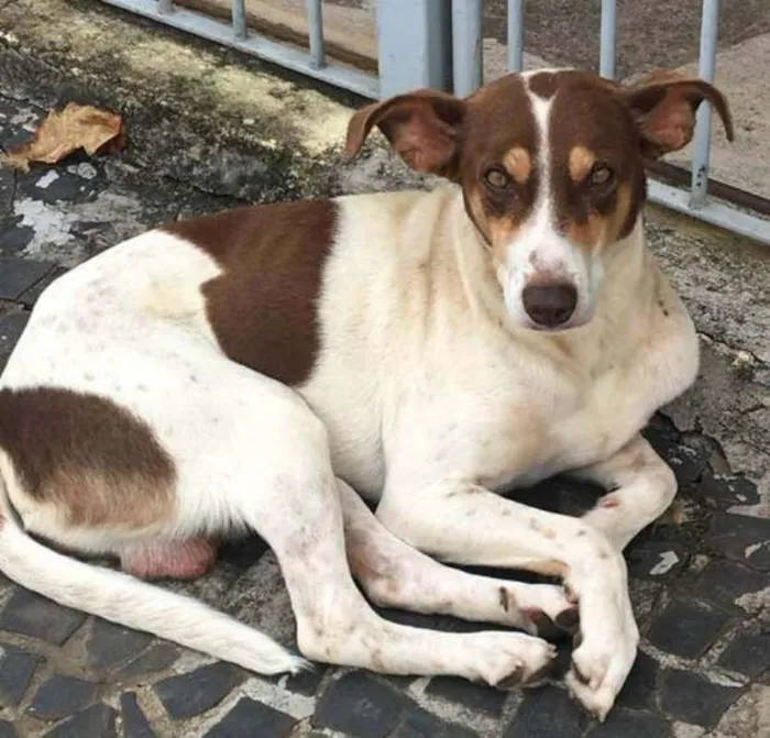 Cachorro ra a srd idade 2 anos nome Marrom