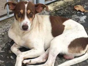 Cachorro raça srd idade 2 anos nome Marrom