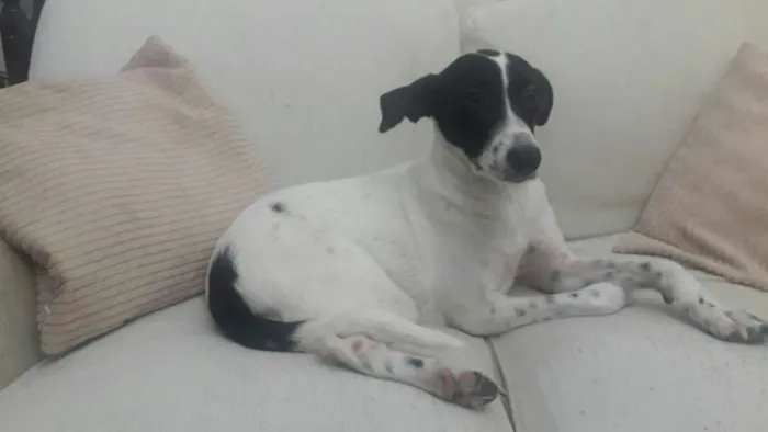 Cachorro ra a Vira-latas idade 2 anos nome Nina