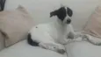 Nina