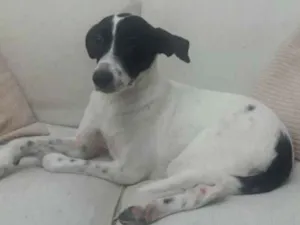 Cachorro raça Vira-latas idade 2 anos nome Nina