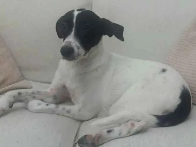 Cachorro ra a Vira-latas idade 2 anos nome Nina