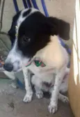 Nina