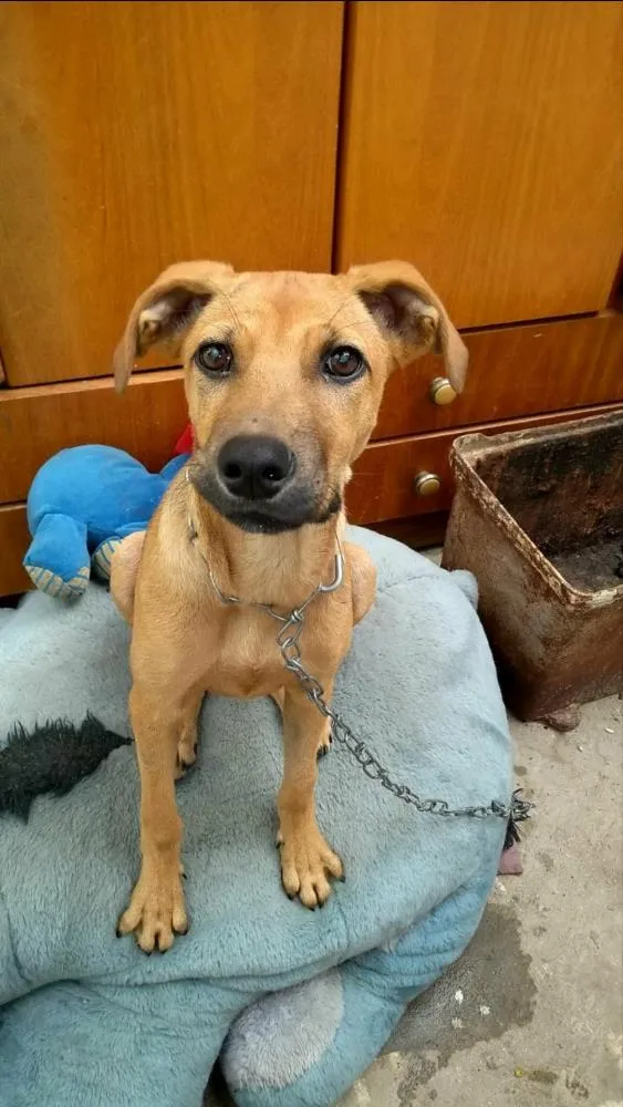 Cachorro ra a SRD idade 7 a 11 meses nome Cacau