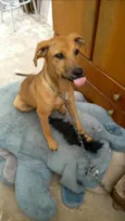 Cacau