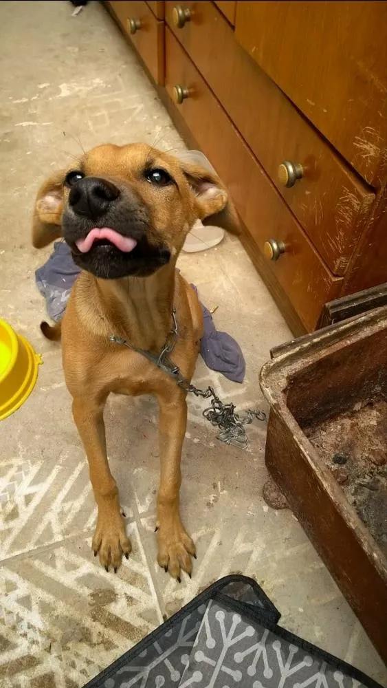Cachorro ra a SRD idade 7 a 11 meses nome Cacau