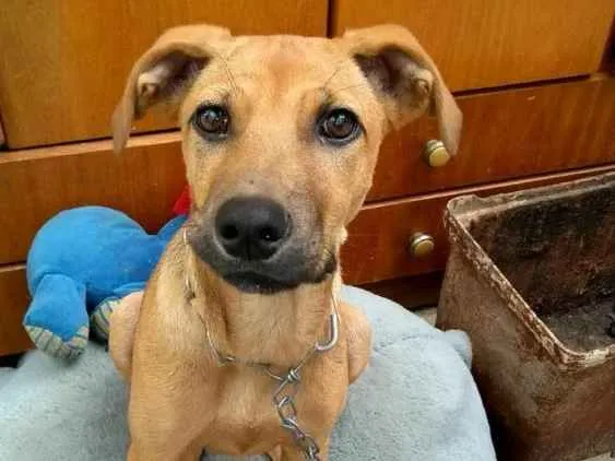 Cachorro ra a SRD idade 7 a 11 meses nome Cacau