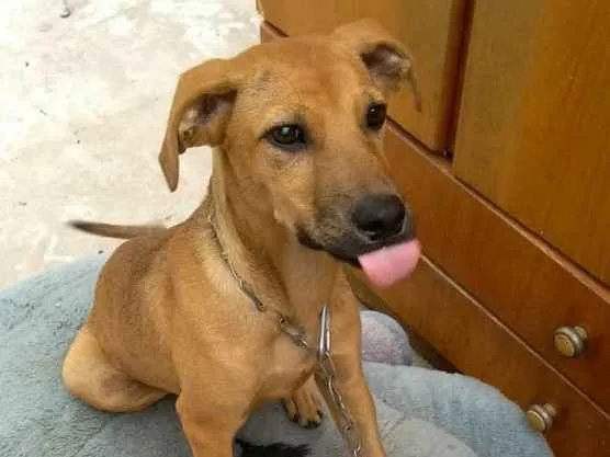 Cachorro ra a SRD idade 7 a 11 meses nome Cacau