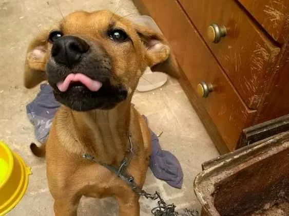 Cachorro ra a SRD idade 7 a 11 meses nome Cacau