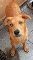 Cachorro raça Vira Latas idade 2 a 6 meses nome Caramelo
